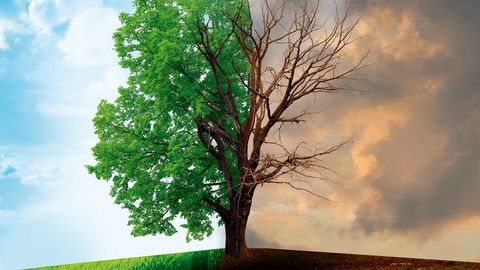 klimaat droogte gevolgen bomen